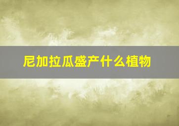 尼加拉瓜盛产什么植物