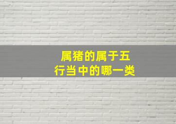 属猪的属于五行当中的哪一类