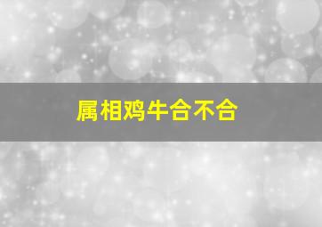 属相鸡牛合不合