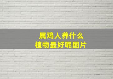 属鸡人养什么植物最好呢图片