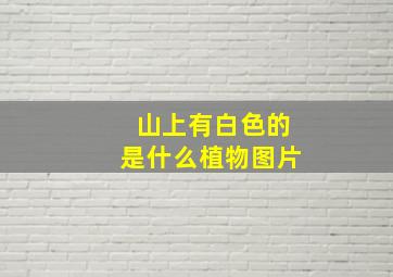 山上有白色的是什么植物图片