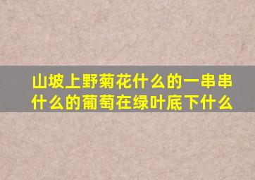 山坡上野菊花什么的一串串什么的葡萄在绿叶底下什么