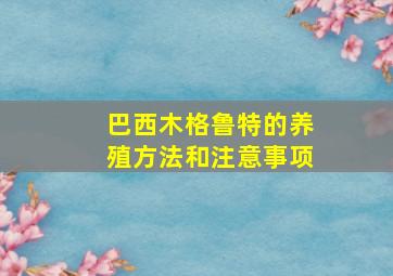 巴西木格鲁特的养殖方法和注意事项