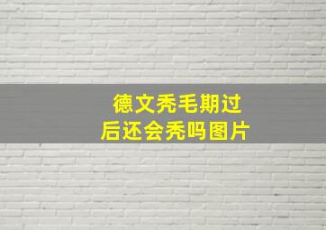 德文秃毛期过后还会秃吗图片