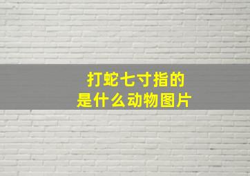 打蛇七寸指的是什么动物图片