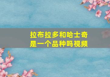 拉布拉多和哈士奇是一个品种吗视频