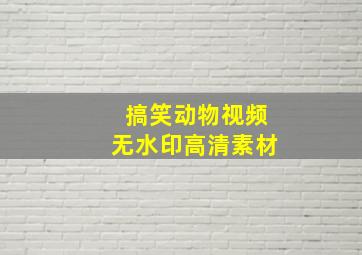 搞笑动物视频无水印高清素材