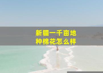 新疆一千亩地种棉花怎么样