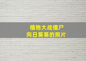 植物大战僵尸向日葵葵的照片