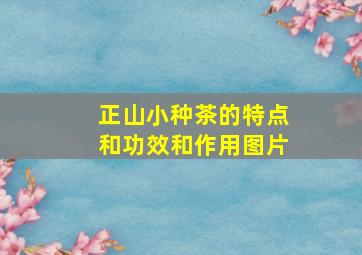 正山小种茶的特点和功效和作用图片