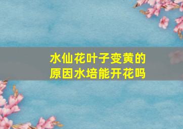 水仙花叶子变黄的原因水培能开花吗