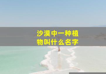 沙漠中一种植物叫什么名字