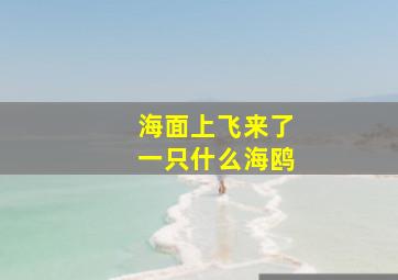 海面上飞来了一只什么海鸥