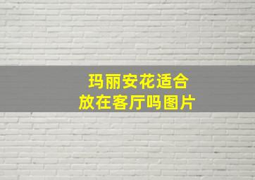 玛丽安花适合放在客厅吗图片