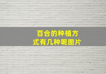 百合的种植方式有几种呢图片