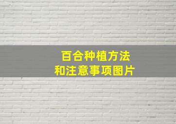 百合种植方法和注意事项图片