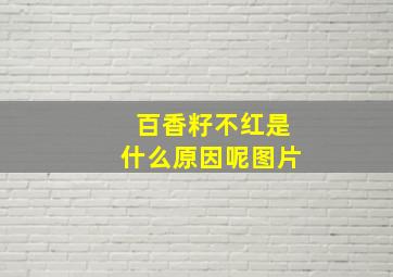 百香籽不红是什么原因呢图片