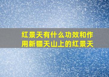 红景天有什么功效和作用新疆天山上的红景天