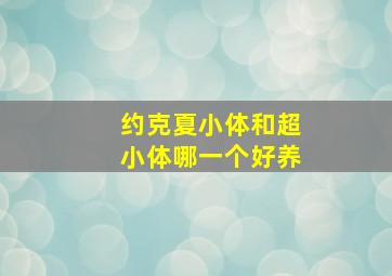 约克夏小体和超小体哪一个好养