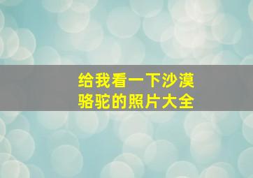 给我看一下沙漠骆驼的照片大全