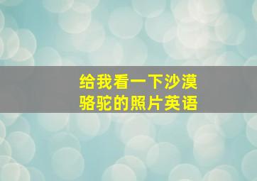 给我看一下沙漠骆驼的照片英语