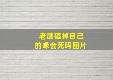 老鹰磕掉自己的喙会死吗图片