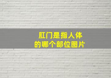 肛门是指人体的哪个部位图片