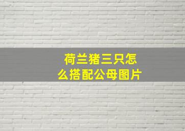 荷兰猪三只怎么搭配公母图片