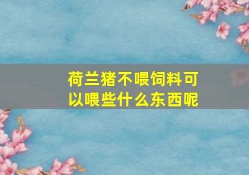 荷兰猪不喂饲料可以喂些什么东西呢