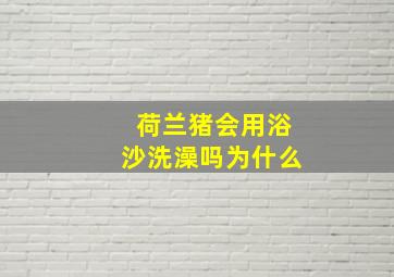 荷兰猪会用浴沙洗澡吗为什么