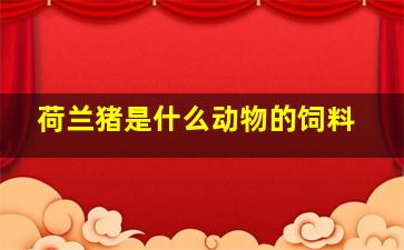 荷兰猪是什么动物的饲料