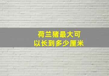 荷兰猪最大可以长到多少厘米