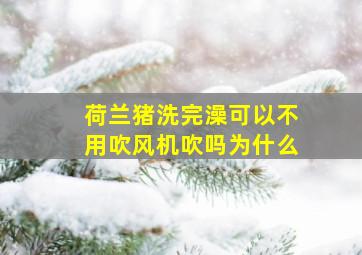 荷兰猪洗完澡可以不用吹风机吹吗为什么