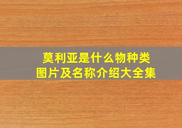 莫利亚是什么物种类图片及名称介绍大全集