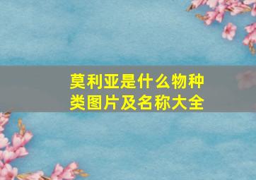 莫利亚是什么物种类图片及名称大全