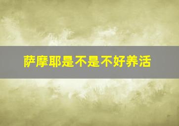 萨摩耶是不是不好养活