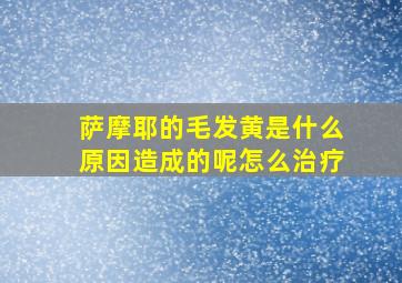 萨摩耶的毛发黄是什么原因造成的呢怎么治疗