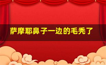 萨摩耶鼻子一边的毛秃了