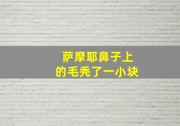 萨摩耶鼻子上的毛秃了一小块