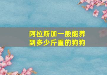 阿拉斯加一般能养到多少斤重的狗狗