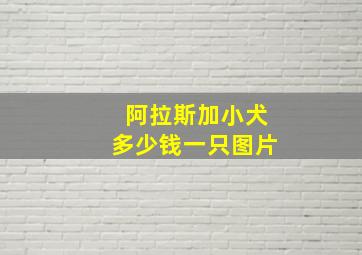 阿拉斯加小犬多少钱一只图片