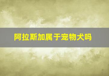 阿拉斯加属于宠物犬吗