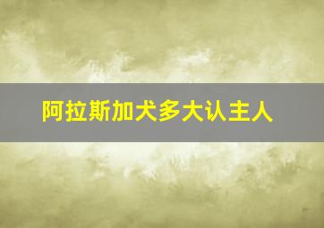 阿拉斯加犬多大认主人