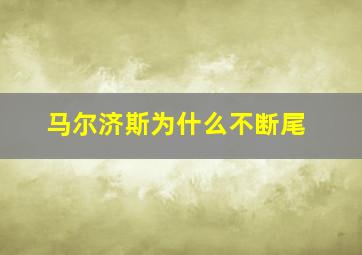 马尔济斯为什么不断尾