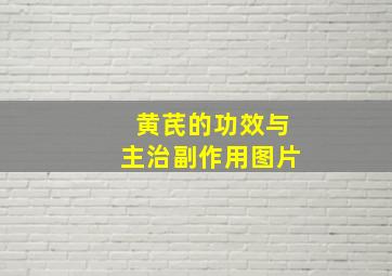 黄芪的功效与主治副作用图片