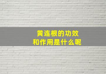 黄连根的功效和作用是什么呢