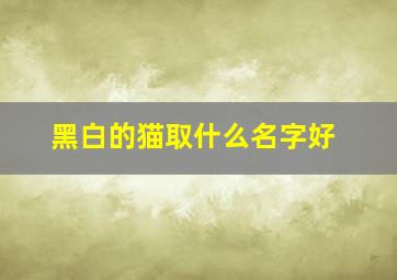 黑白的猫取什么名字好